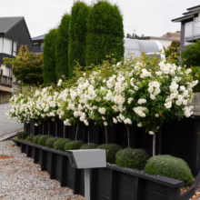 Rosa ‘Iceberg’ standard trees in full bloom, showcasing masses of white flowers along a driveway, creating a formal garden aesthetic