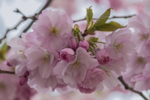 Prunus 'Accolade' (Flowering Cherry) flower