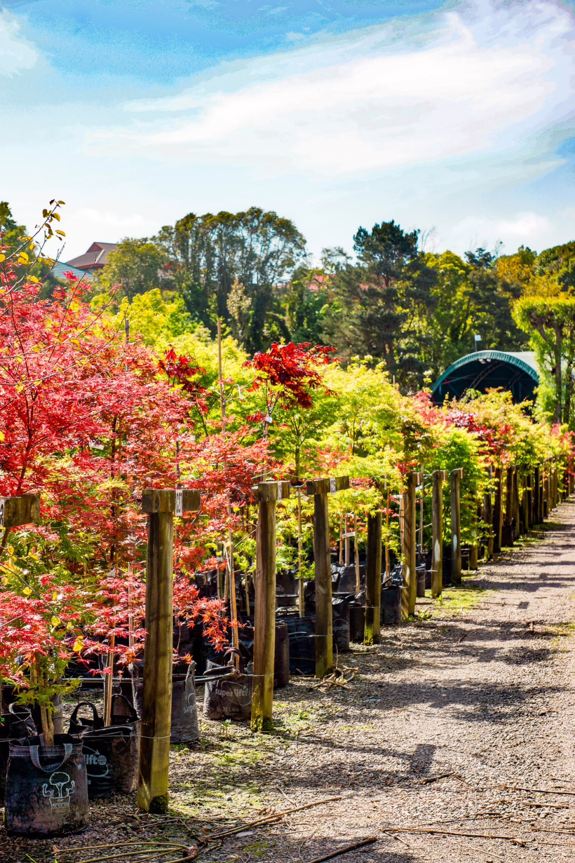 Specimen Tree Availability includes Large-grade Autumn Trees such as Acers.