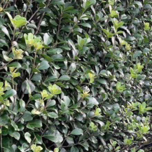 Pittosporum crassifolium 'Green Lustre' (Karo) hedge.