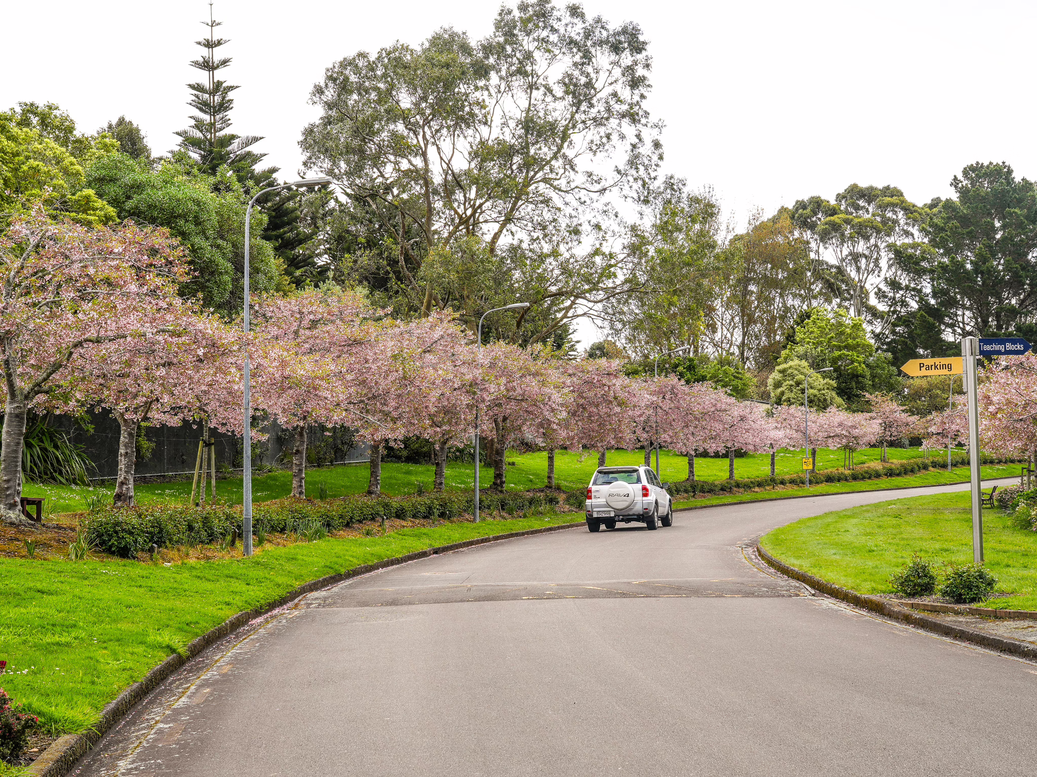 Understocking Grafted Trees in Spring: Understand the Rootstock, Scion and the Need to Understock 3 IPU Prunus Awanui grafted trees.