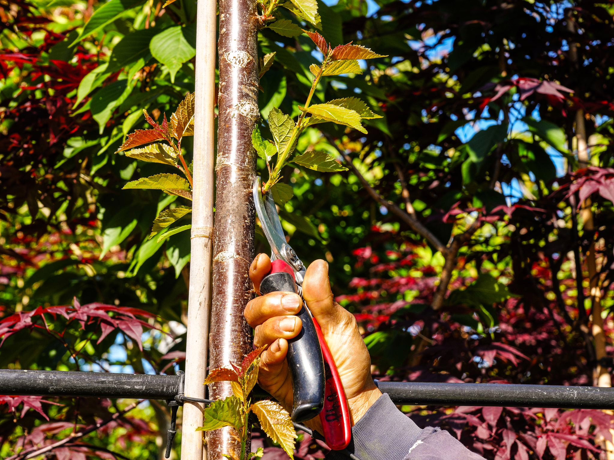 Understocking Grafted Trees in Spring: Understand the Rootstock, Scion and the Need to Understock 2 Nursery Worker at Leafland Understocking Grafted Trees.