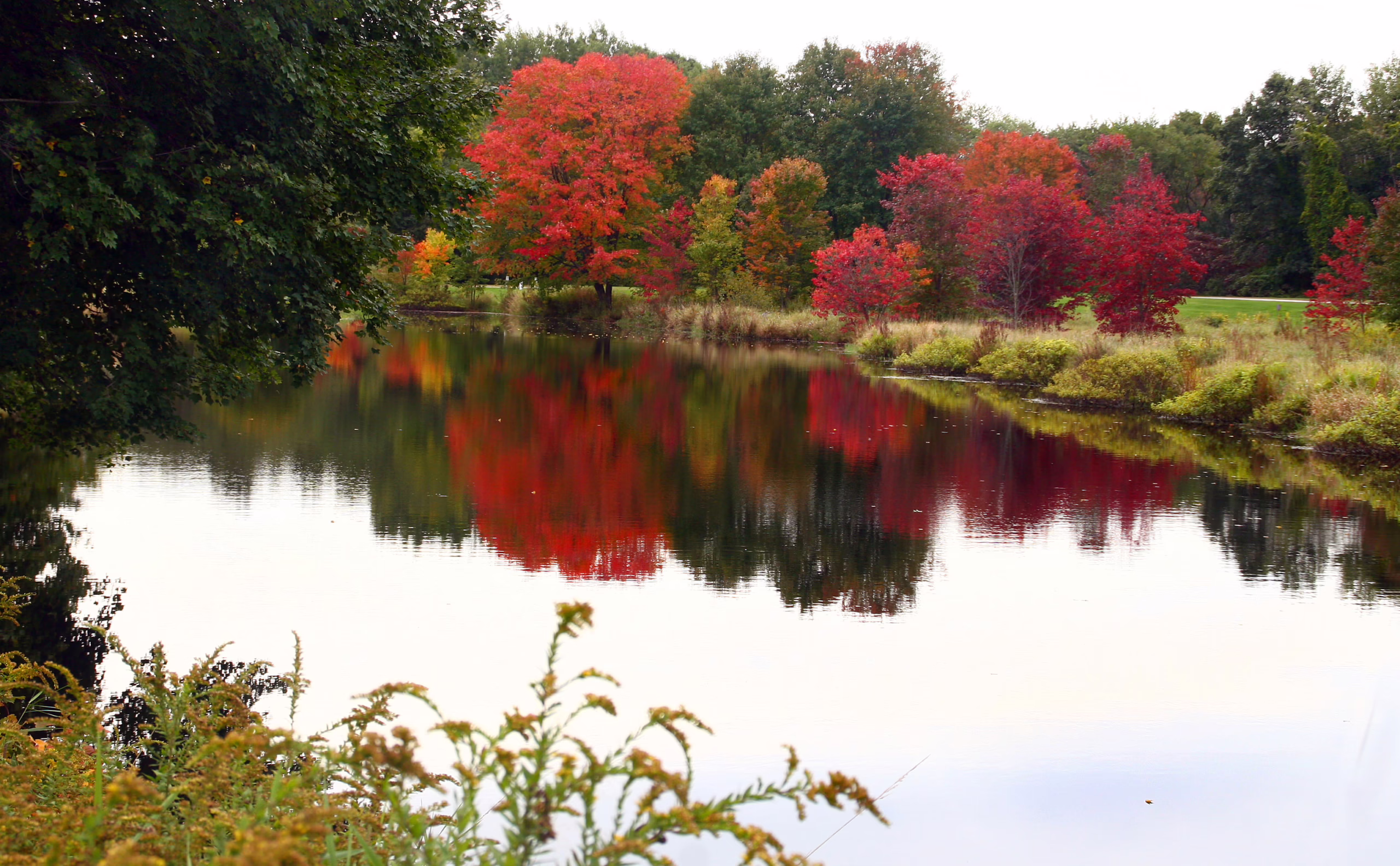 Acer rubrum 12 Acer rubrum - Image 12