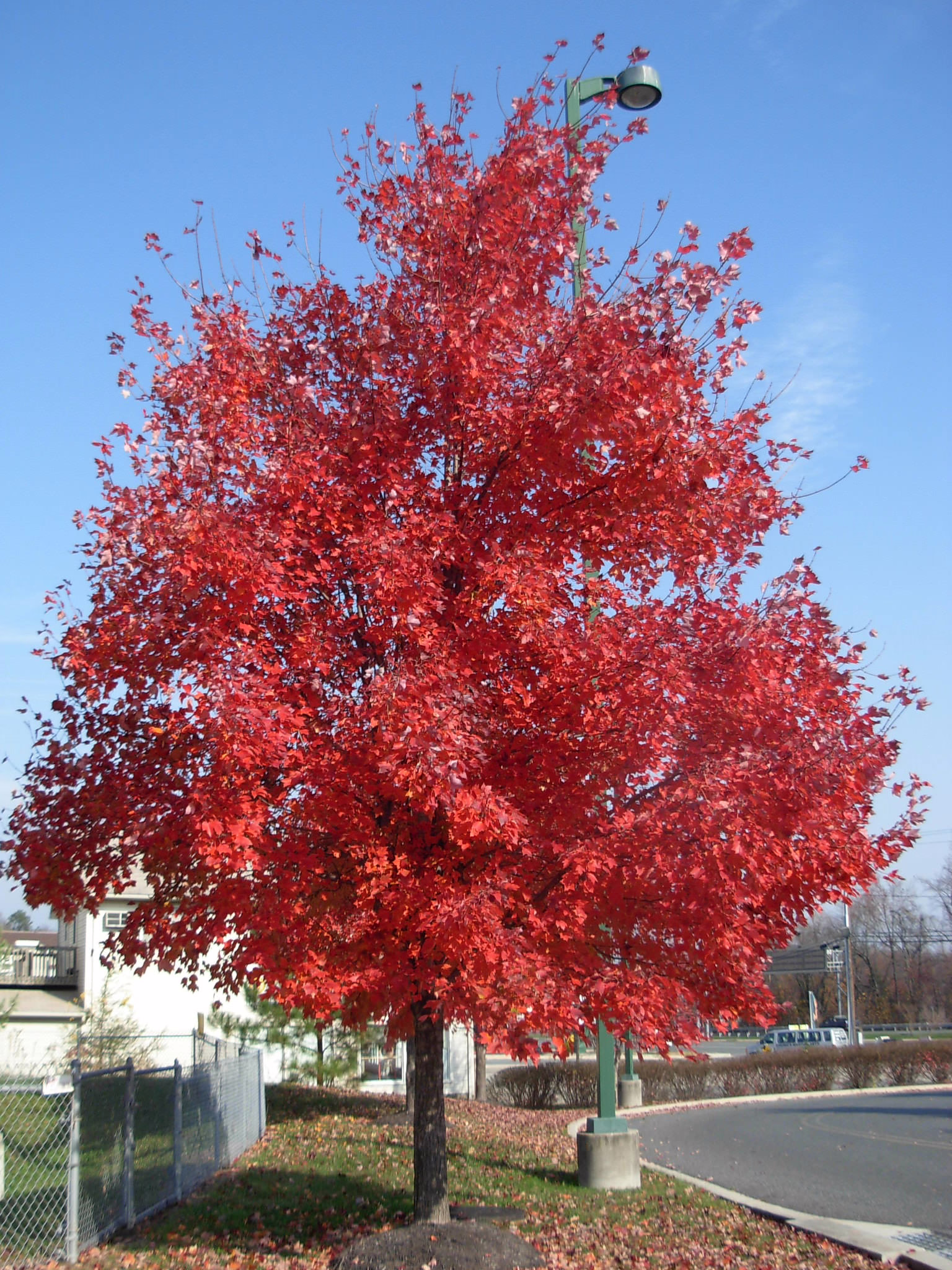 Acer rubrum 10 Acer rubrum - Image 10