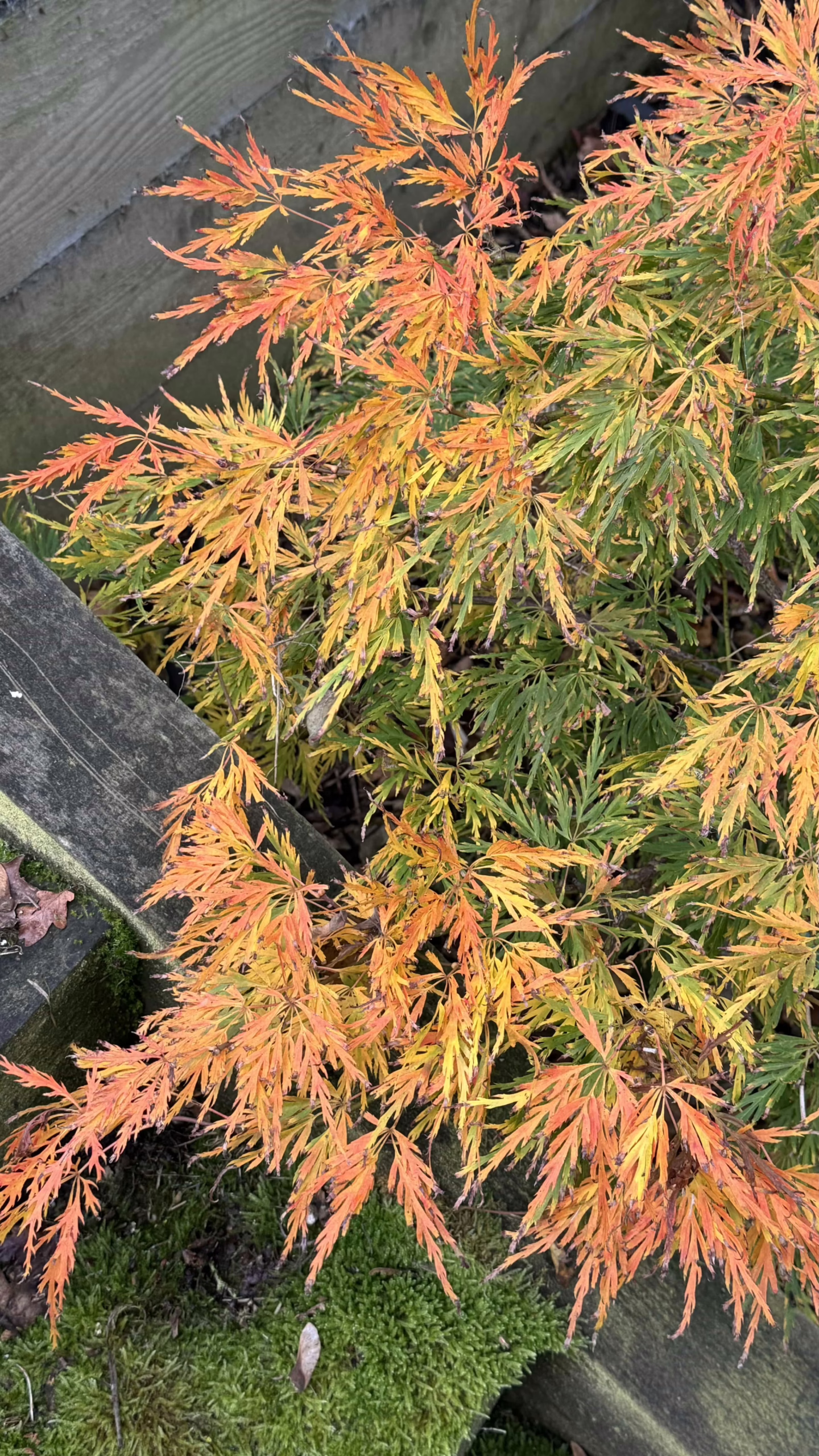 Acer palmatum 'Green Mist' showcasing vibrant autumn foliage—orange, yellow, and green hues create a stunning display near a wooden fence