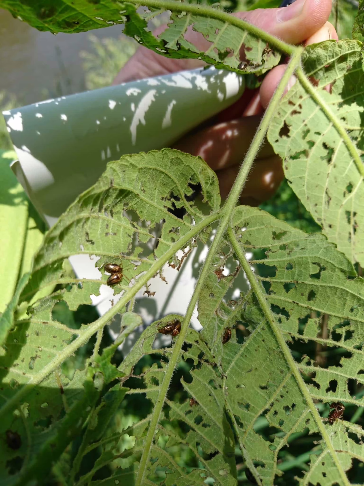 Grass Grub Beetle on Trees: Signs, Prevention & Treatment (NZ Guide) 7 original - Leafland