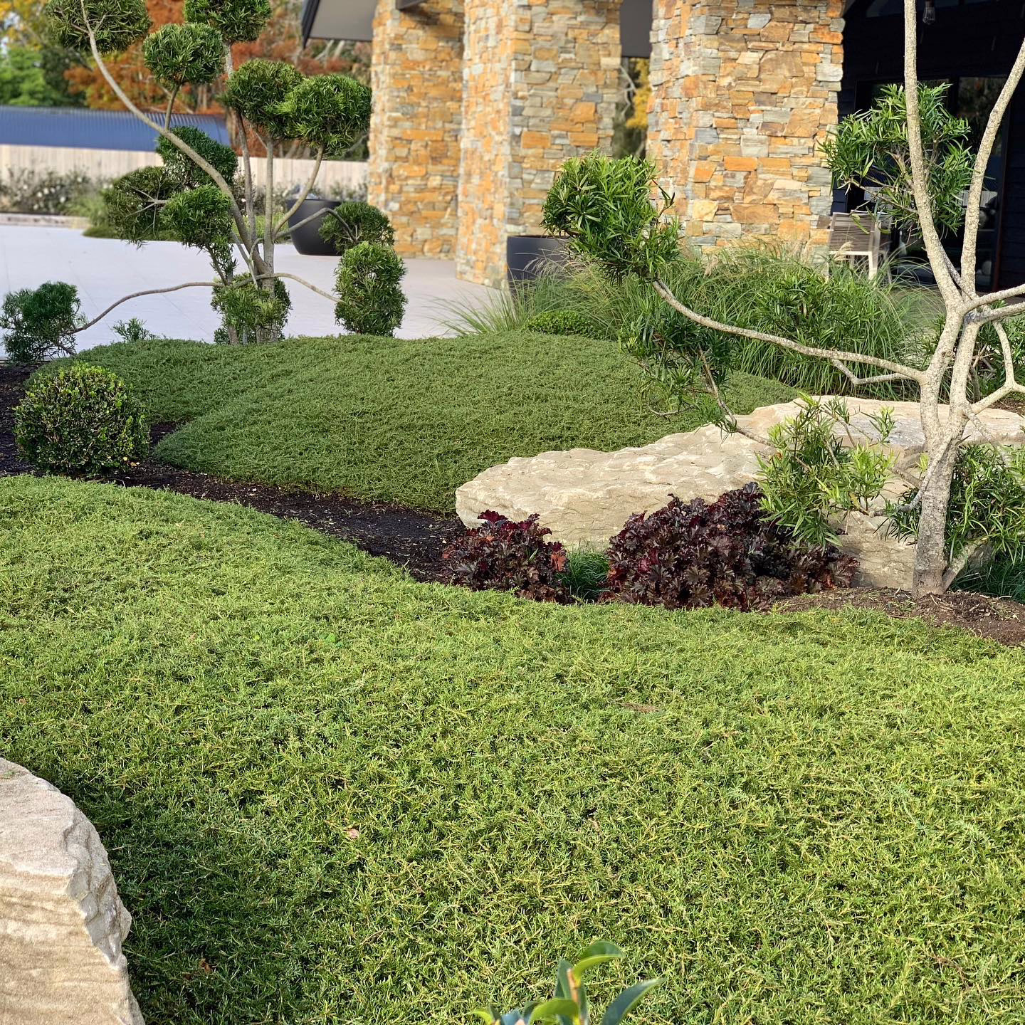 Coprosma acerosa 'Hawera' ground cover with small, dense green foliage, creating a lush, textured landscape design around rocks and trees.