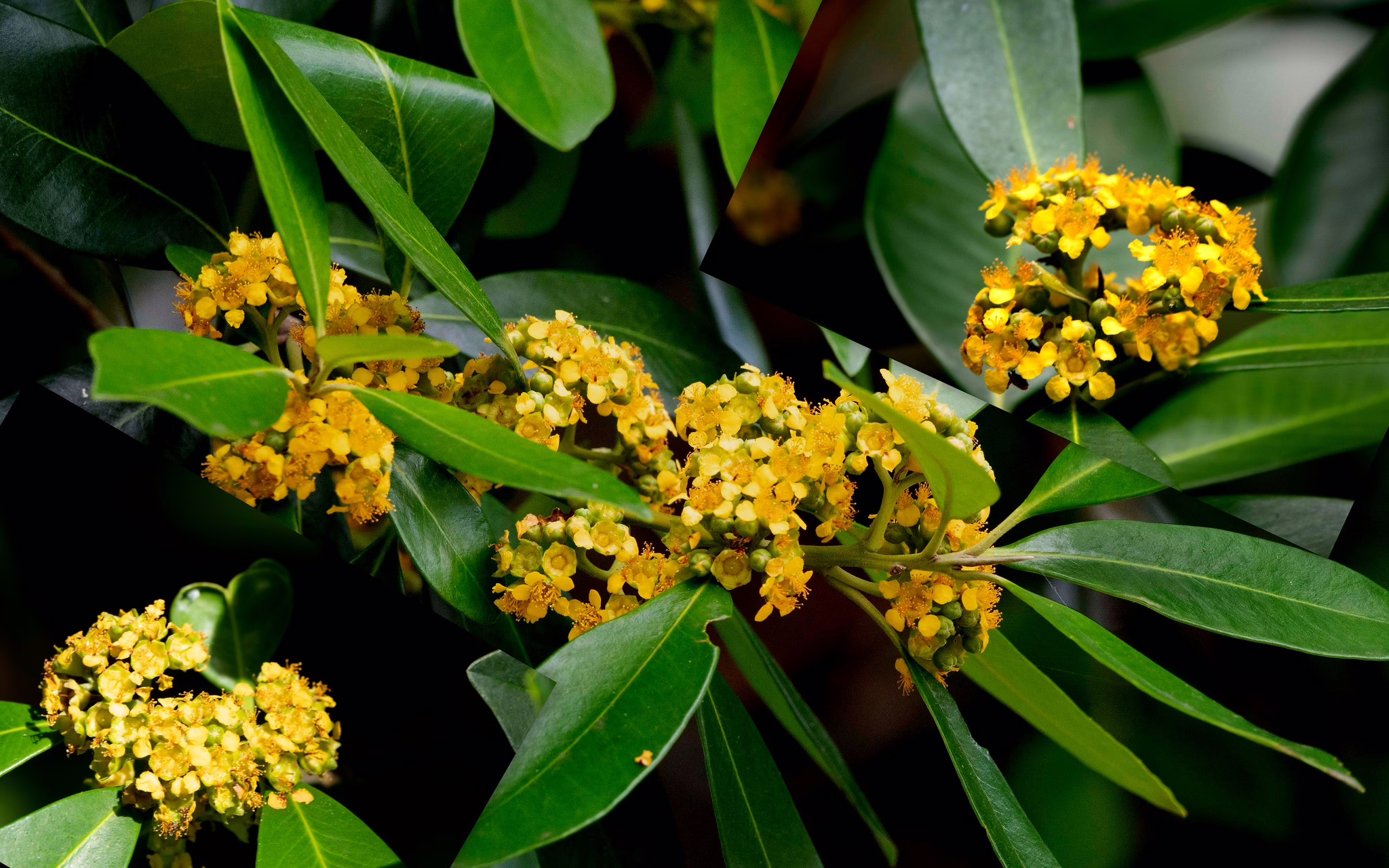 Tristaniopsis laurina with clusters of bright yellow flowers and glossy green leaves
