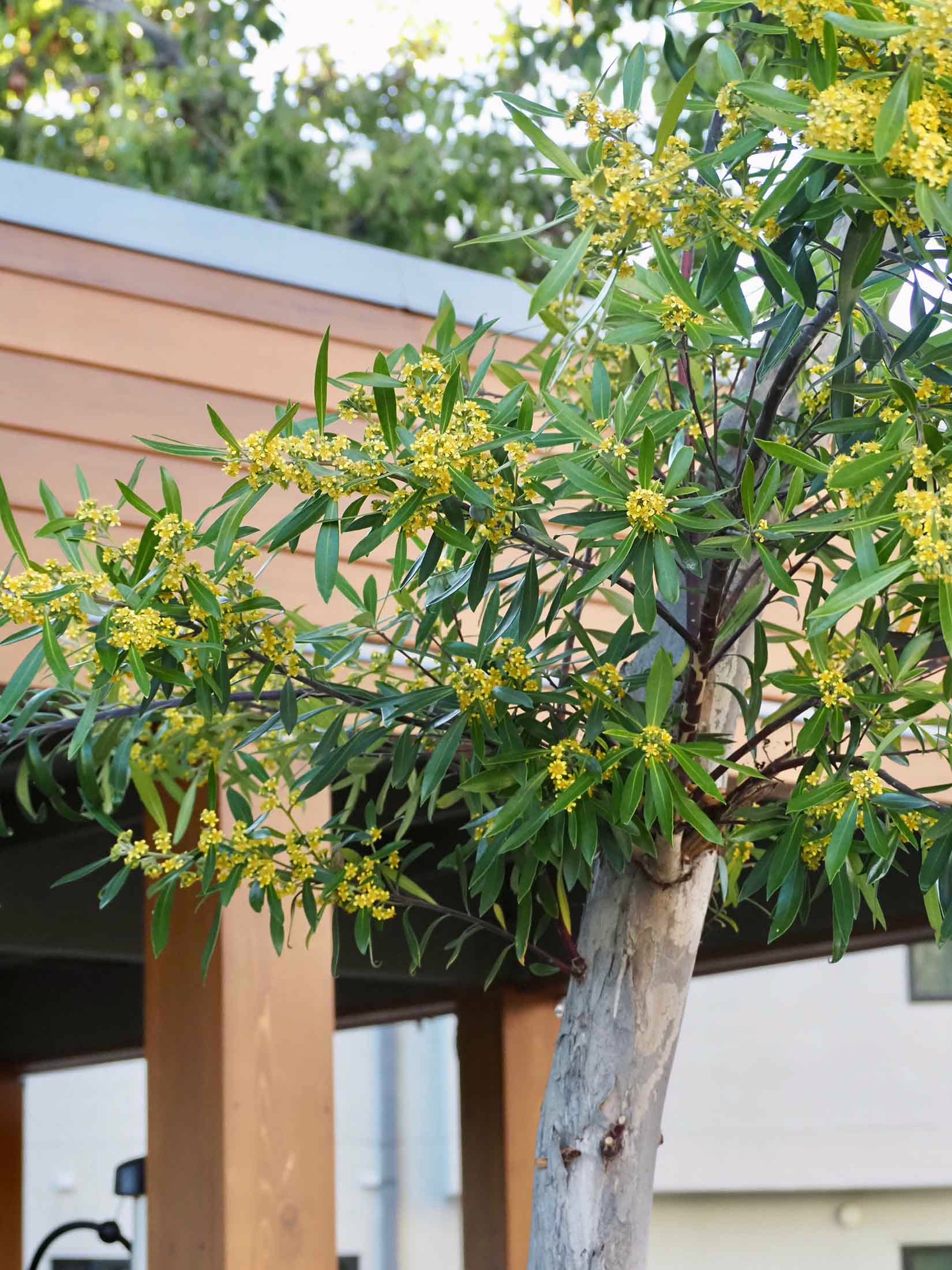 Tristaniopsis laurina tree with smooth, light bark and clusters of vibrant yellow flowers against glossy green leaves.