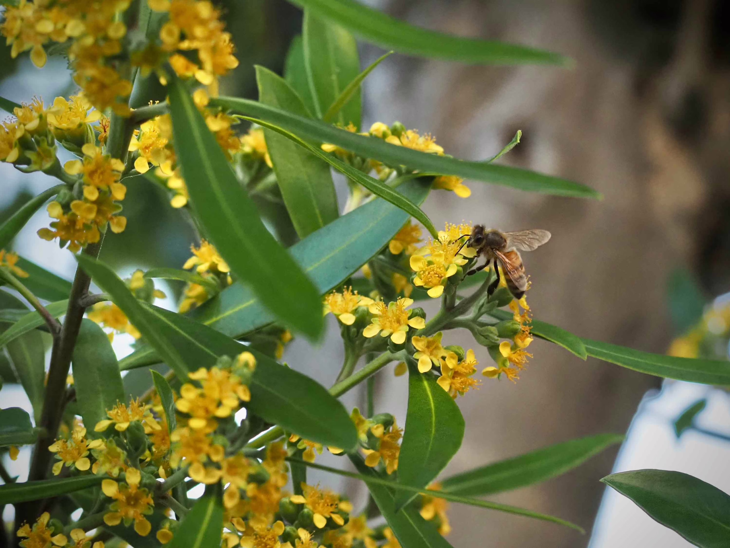 Tristaniopsis laurina with small yellow flowers attracting a bee. Green leaves and blurred background.