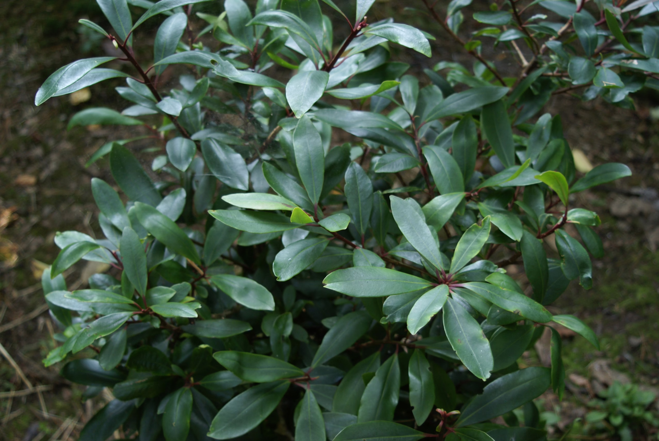 Tristaniopsis laurina shrub with dense, glossy green foliage and reddish stems, creating a lush, vibrant texture.