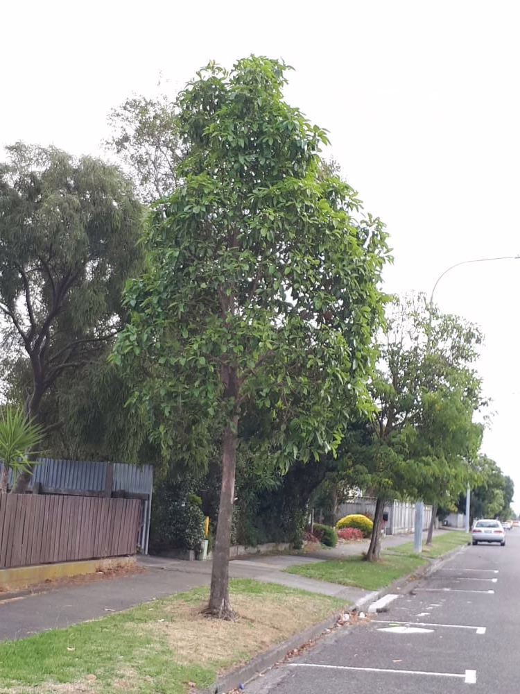 Tristaniopsis laurina tree with dense, glossy green leaves, planted along a city street