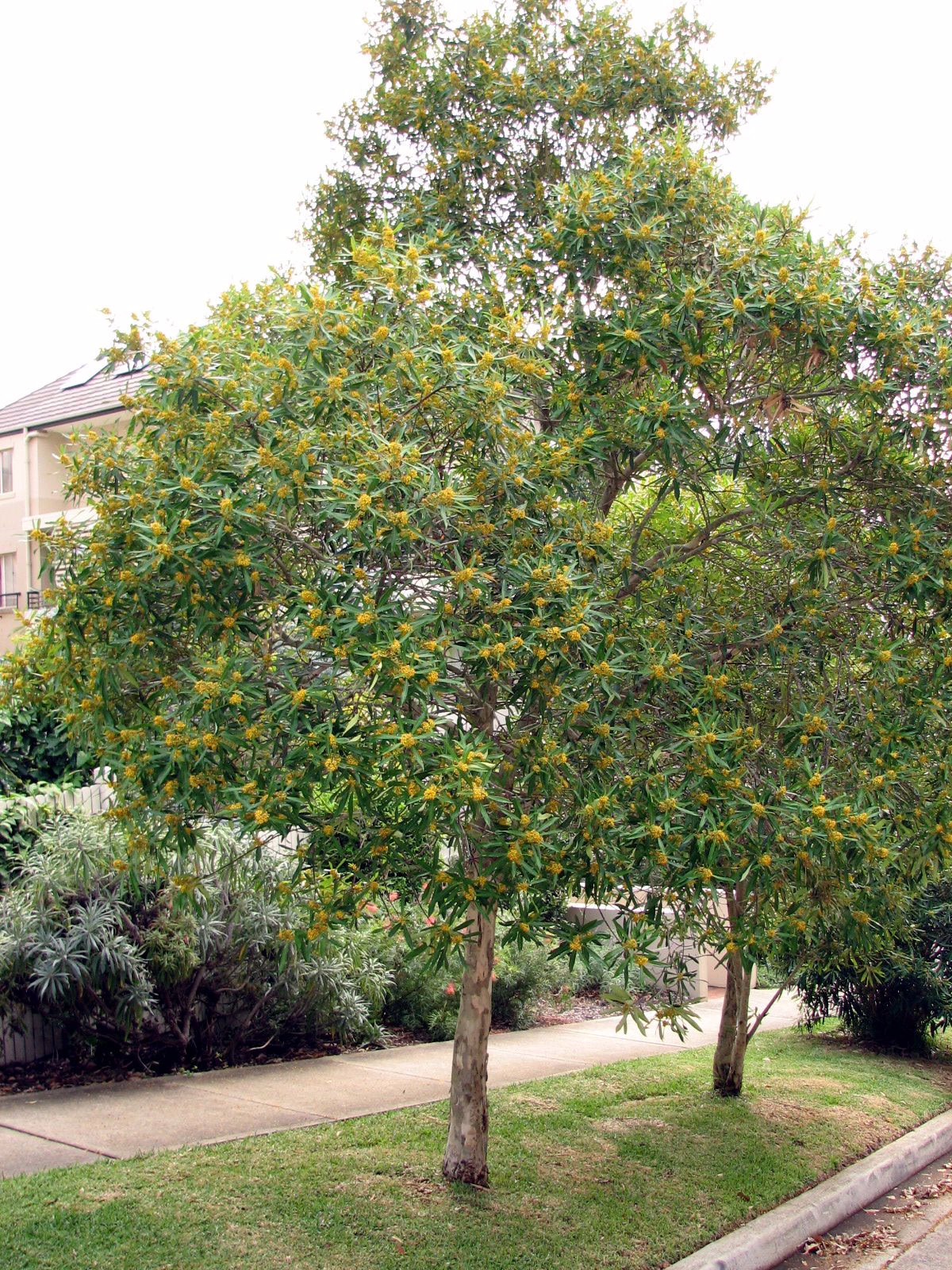 Tristaniopsis laurina tree with glossy green leaves and clusters of small yellow flowers, planted along a sidewalk