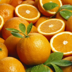 Citrus orange 'Harwood Late' (Orange) masses of fruit.