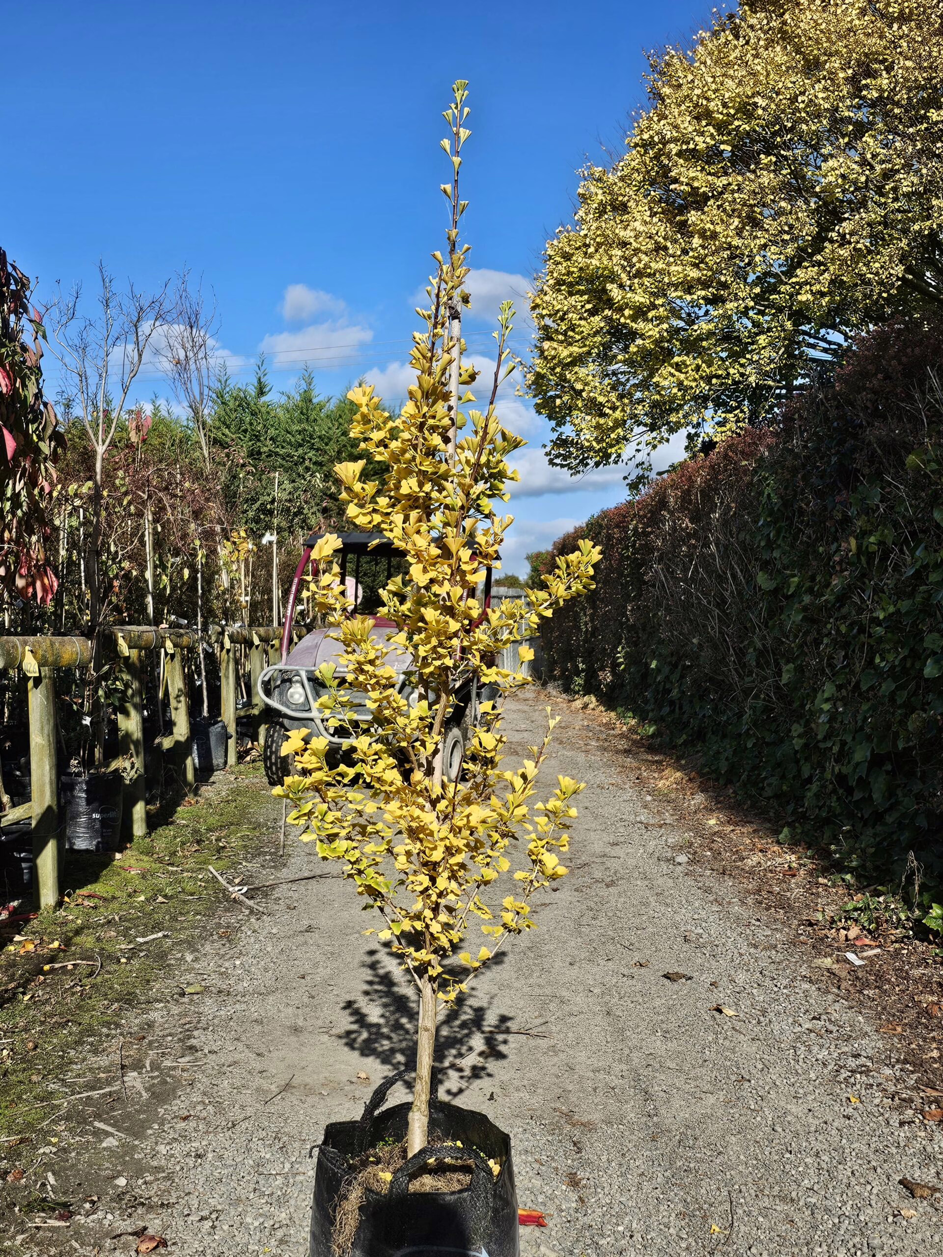 Young golden ash tree in a black nursery pot, standing on a gravel path. Rows of trees line the left, while a hedge and larger tree with yellow leaves are on the right, under a blue sky.