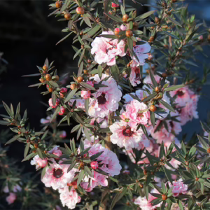 Leptospermum scoparium 'Blossom' (Mānuka) flowers.