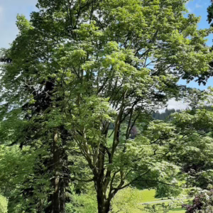 Acer campbellii 'Gwavas'