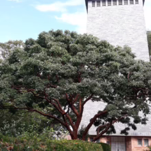 Acer griseum (Paperbark Maple) old tree in summer