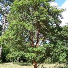 Acer griseum (Paperbark Maple) tree in summer