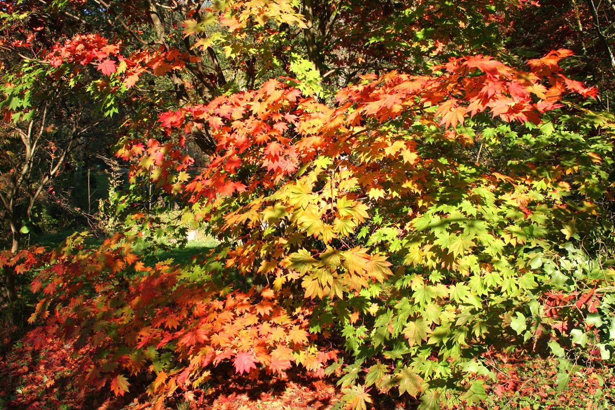 Acer japonicum 'Vitifolium' 3 Acer japonicum 'Vitifolium' (Full Moon Maple) autumn colours