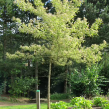 Acer negundo 'Flamingo' (Box Elder) newly planted tree