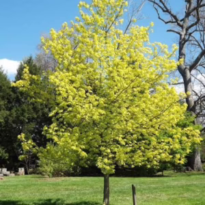 Acer negundo 'Kelly's Gold'