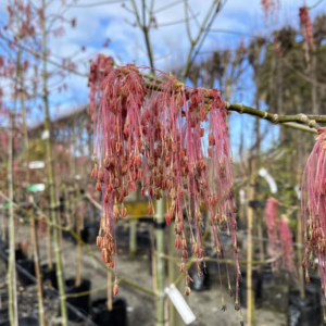 Acer negundo var. violaceum (Box Elder) close up of tassles