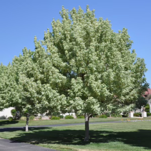 Acer negundo var. violaceum (Box Elder) trees avenue