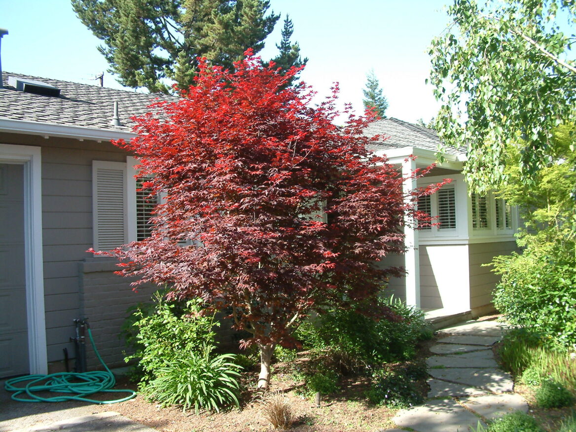 Acer palmatum 'Bloodgood' 1 Acer palmatum 'Bloodgood' tree featuring vibrant deep-red foliage, adding a dramatic splash of color to any garden.