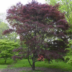 Acer palmatum 'Burgundy Lace'