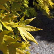 Acer palmatum 'Japanese Sunrise' (Japanese Maple) Foliage