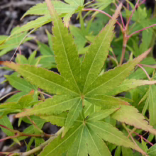 Acer palmatum 'Japanese Sunrise' (Japanese Maple) Foliage