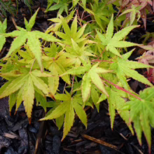 Acer palmatum 'Japanese Sunrise' (Japanese Maple) Foliage