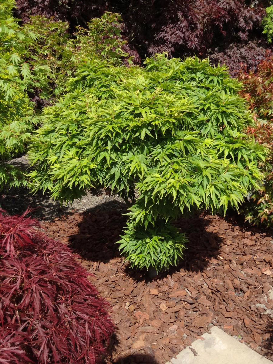 Acer palmatum 'Mikawa-yatsubusa' 6 Acer palmatum 'Mikawa-yatsubusa' (Japanese Maple) Tree