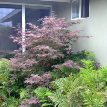 Acer palmatum 'Shaina' (Japanese Maple) Tree
