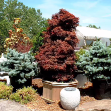 Acer palmatum 'Shaina' (Japanese Maple) Tree
