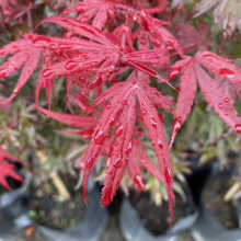 Acer palmatum 'Shaina' (Japanese Maple) Foliage