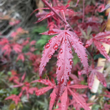 Acer palmatum 'Shaina' (Japanese Maple) Foliage