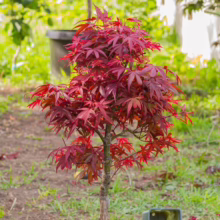 Acer palmatum 'Shaina' (Japanese Maple) Tree