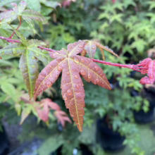 Acer palmatum 'Shin-deshojo' (Japanese Maple) Foliage