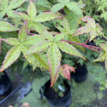 Acer palmatum 'Shin-deshojo' (Japanese Maple) Foliage
