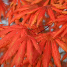 Acer palmatum 'Trompenburg' (Japanese Maple) Foliage