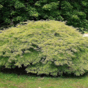 Acer palmatum var. dissectum 'Flavescens' (Japanese Maple) Tree