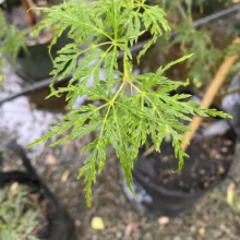 Acer palmatum var. dissectum 'Seiryu' (Japanese Maple) Foliage