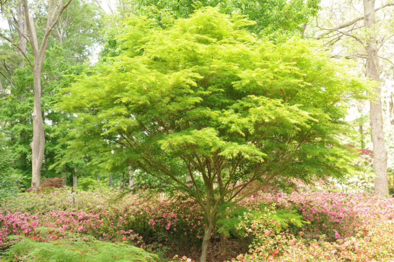 Acer palmatum var. dissectum 'Seiryu' (Japanese Maple) Tree