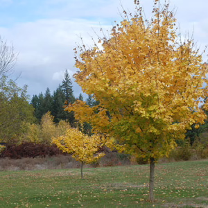 Acer platanoides 'Princeton Gold'