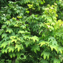 Acer pseudoplatanus 'Worley' (Sycamore Maple) Foliage