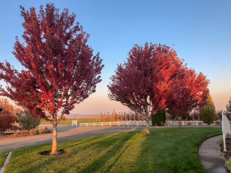 Acer rubrum 'Brandywine' (Red Maple) as a driveway tree.