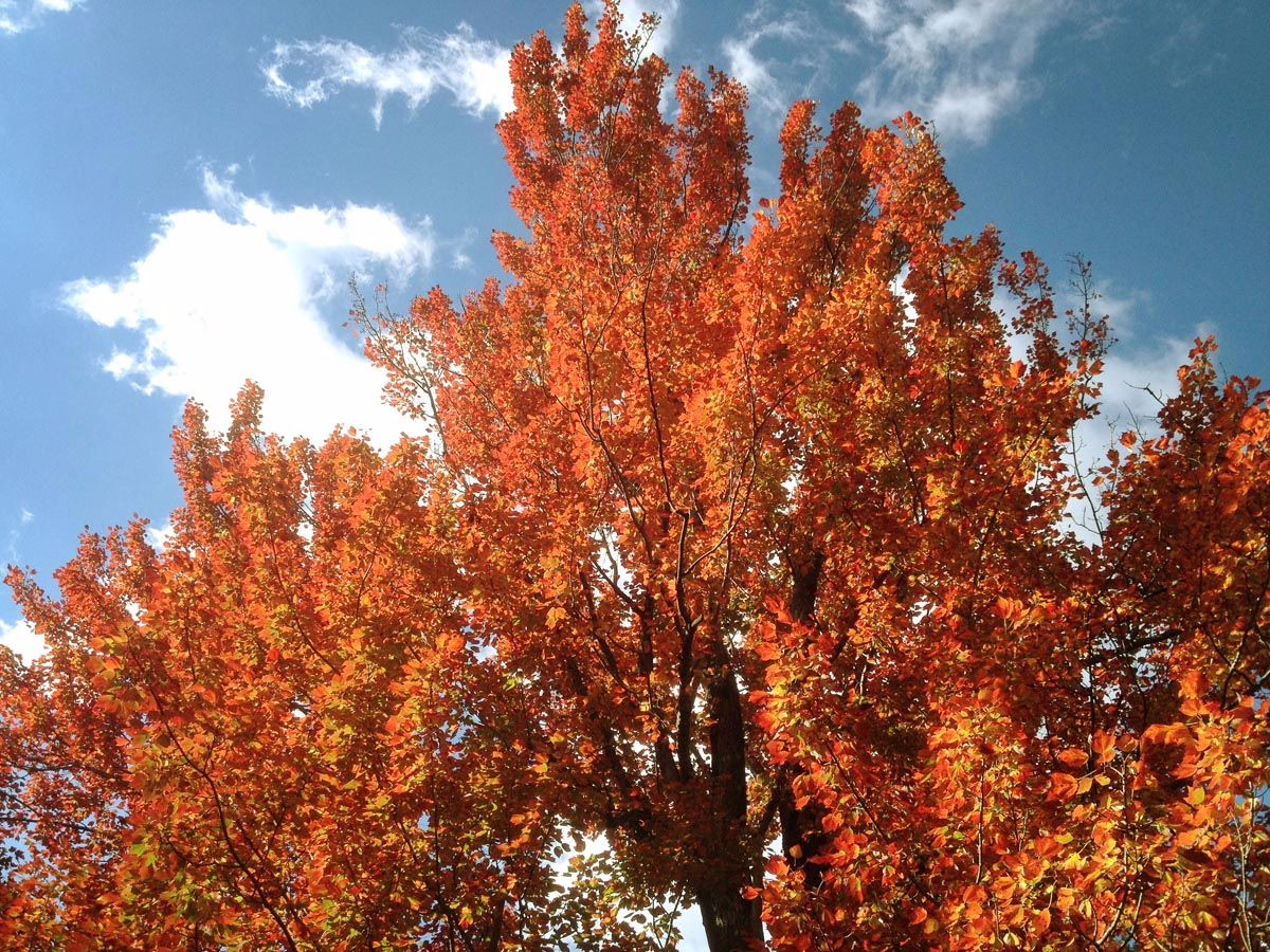 Acer rubrum 'Columnare' 3 Acer rubrum 'Columnare' (Red Maple) Autumn Foliage