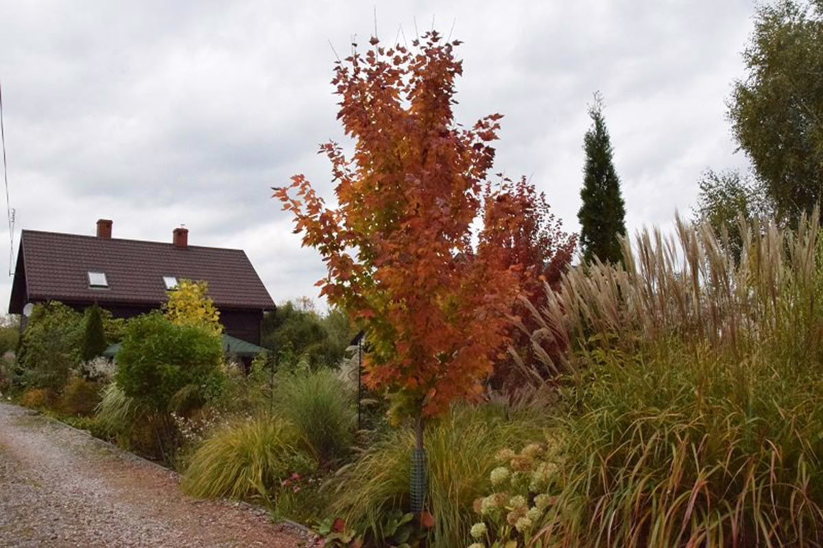 Acer rubrum 'Columnare' 4 Acer rubrum 'Columnare' (Red Maple) Autumn Tree